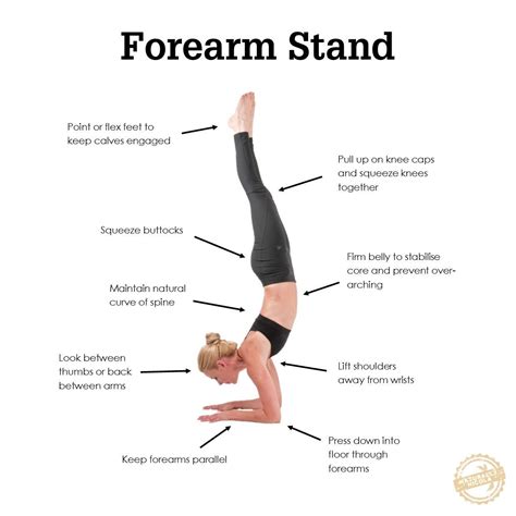 Forearm Stand Forearm Stand Yoga Handstand Ashtanga Yoga