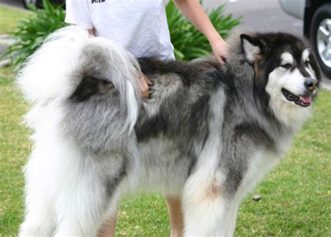 Thanks of watching support us by clicking he red colour button which is absolvetly free!! Top 10 Most Expensive Dog Breeds in India | PetHelpful