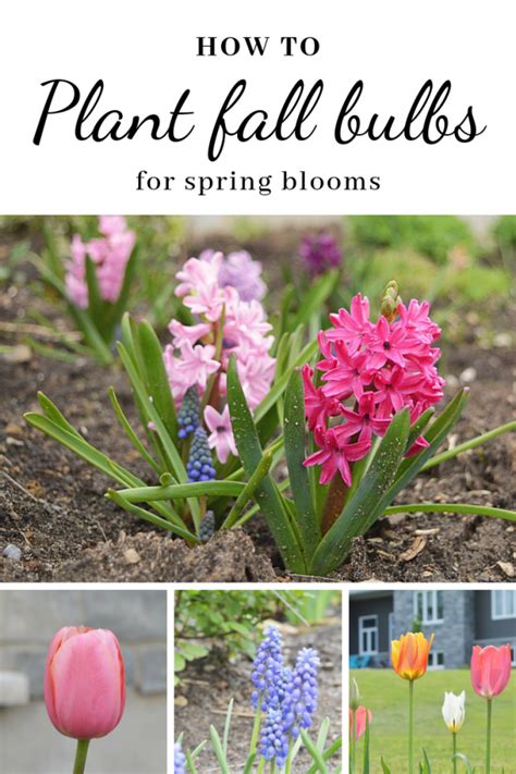 5 Easy Tips To Plant Fall Bulbs For A Colorful Spring Display The