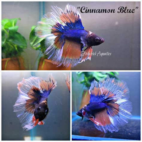 Looking for dogs for sale in the philippines? Stunning Doubletail Halfmoon available for sale at www ...