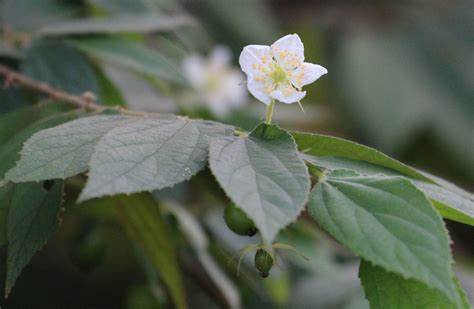 Muntingia Calabura Flickr