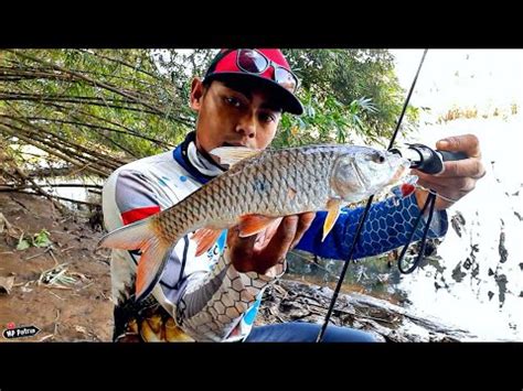 Mancing kakap putih di sungai spait pekalongan,, mancing barramundi mancing barramundi assalamualaikum wr.wb. CARA MANCING IKAN HAMPALA DI SUNGAI SIANG HARI DENGAN TEKNIK CASTING | MANCING PATRIA (29/06/20 ...