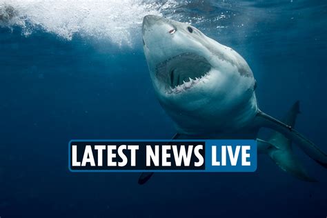 Shark Week Schedule Announced Justicenewsflash Com