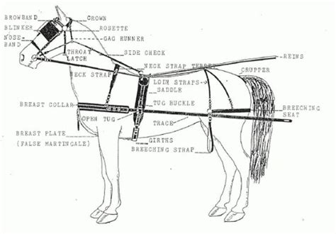 Next Wiring Draft Horse Harness Parts Diagram