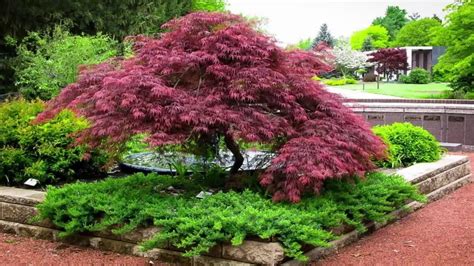 46 Japanese Maple Tree Landscaping Ideas Garden Design