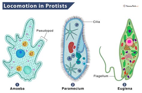 Protists Definition Types Characteristics And Examples
