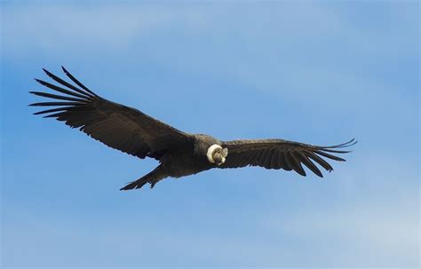 El cóndor andino es el ave nacional de Chile The Andean condor is the