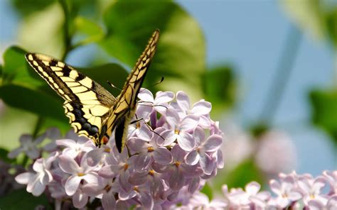 Spring Wallpaper With Yellow Butterfly Hd Animals Wallpapers