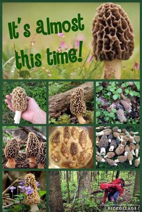 17 Best Edible Mushrooms Found In Iowa Images On Pinterest