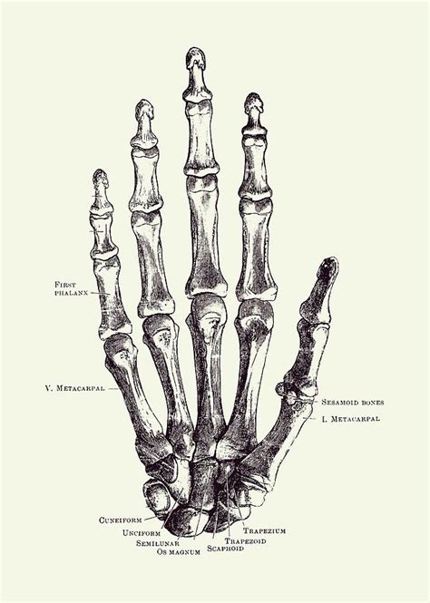Hand Skeletal Diagram Vintage Anatomy Poster 2 Drawing By Vintage