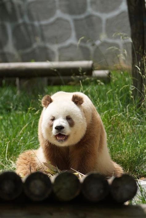 Worlds Only Captive Brown Panda Meets Public In Chinas Shaanxi