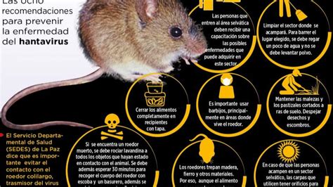 Hantaviruses are found in wild rodents, such as mice and rats, in different parts of the world. Hantavirus: reportan 5 casos en La Paz y Tarija, 3 son ...
