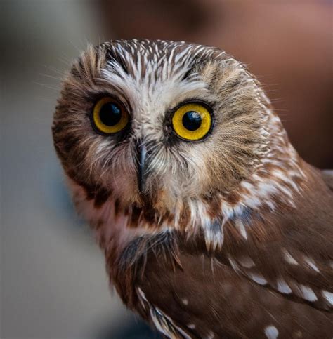 My What Big Eyes You Have A Tiny Saw Whet Owl Stands