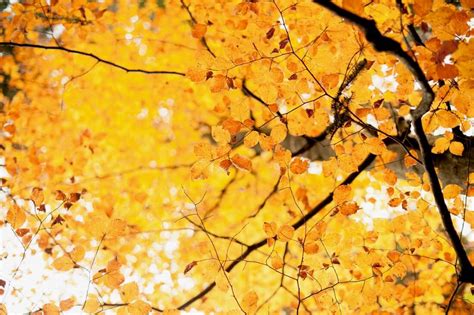 60 Breathtaking Fall Images For Your Inspiration
