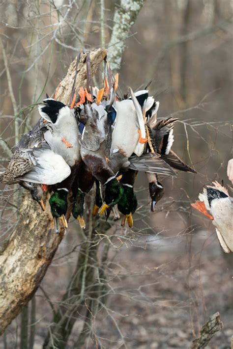 Arkansas Guided Waterfowl Hunts Peace River Outfitters