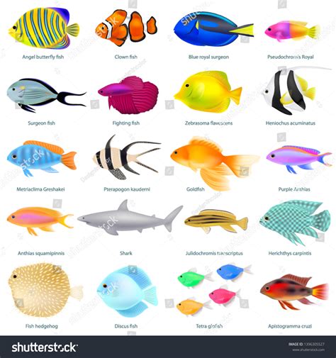 Sea Fish Name Images Stock Photos And Vectors Shutterstock