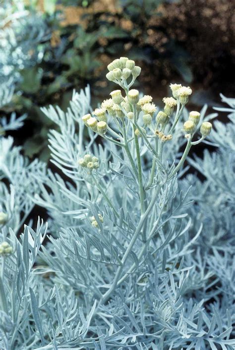 Silver Foliage Plants The 12 Best Silver Plants For Your Yard Costa