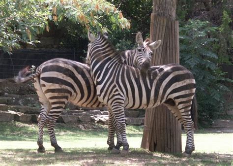 We did not find results for: Plains Zebra