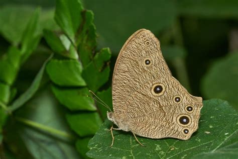 Common Evening Brown Melanitis Leda By Jee And Rani Nature Photography
