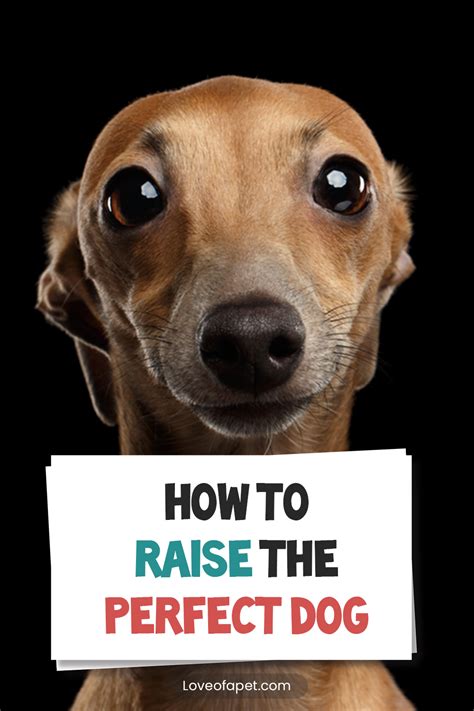 How To Raise The Perfect Dog Everything You Need To Know Love Of A