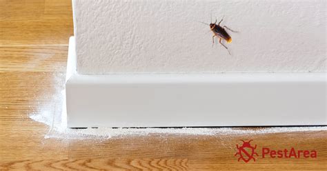 How To Know If Roaches Are In Walls And Get Rid Of Them 2023 Pestarea