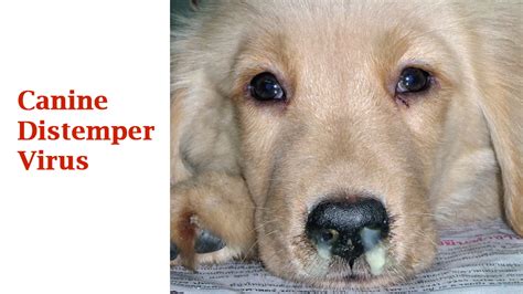 Justanswer.com has been visited by 100k+ users in the past month Canine distemper - Bệnh Viện Thú Y Petcare