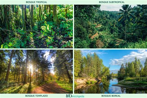 14 Tipos De Bosques Guía Completa