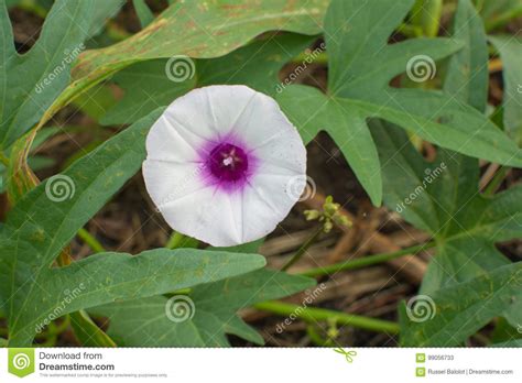 Flower Of The Sweet Potato Stock Image Image Of Growing 99056733