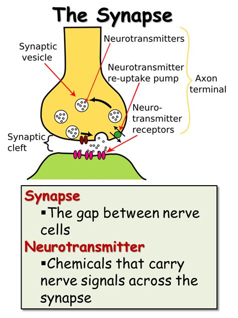 Nervous System - Presentation Biology - SliderBase