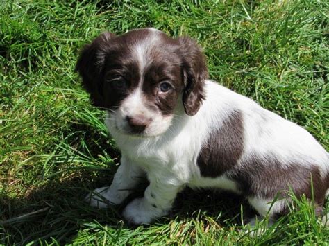 American based dog breeder of show english springer spaniels. English Springer Spaniel Puppies For Sale | Dallas, TX #202577