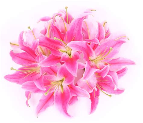 What do yellow flowers symbolize? Meanings of Stargazer Lilies: What These Brilliant Flowers ...