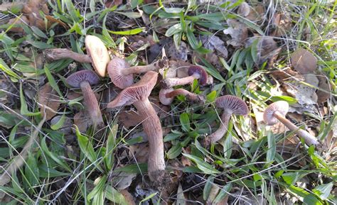 Help In Iding 3 Specimens Mushroom Hunting And Identification