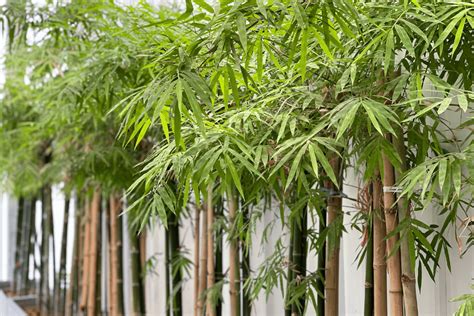 Plants That Look Like Bamboo Dont Let Imposters Bamboozle You In Your