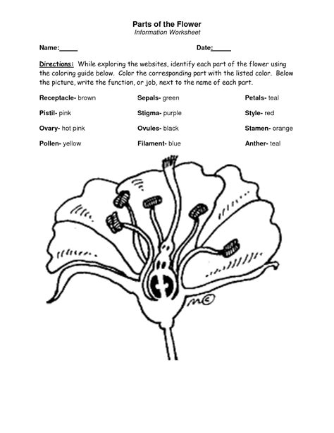 11 Best Images Of Worksheet Label Parts Of A Tree Plant