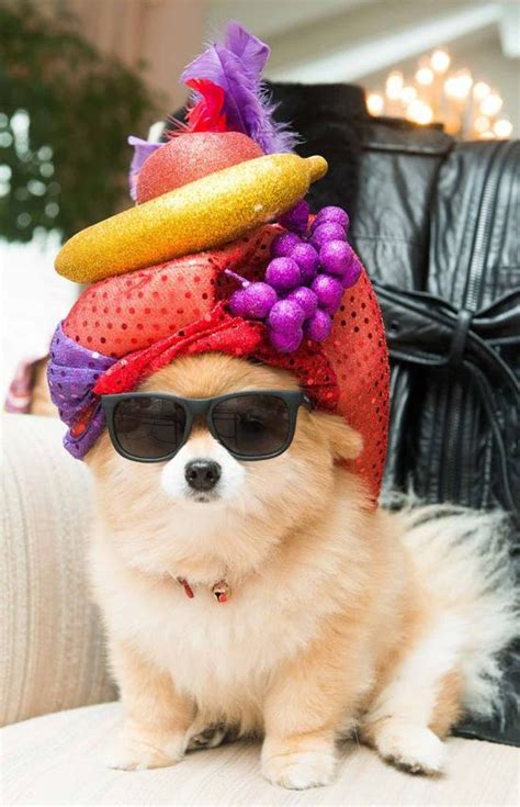 21 Adorable Animals Wearing Hats