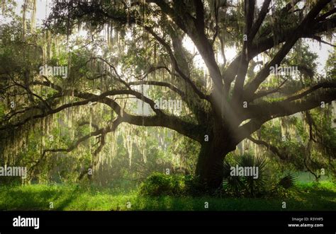Beautiful Southern Live Oak Tree Quercus Virginiana Central Florida