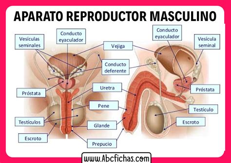 Aparato Reproductor Masculino Anatomia Aparatos Del Cuerpo Humano My Hot Sex Picture