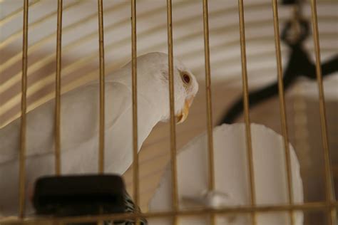 How To Recognize Common Diseases In Caged Birds