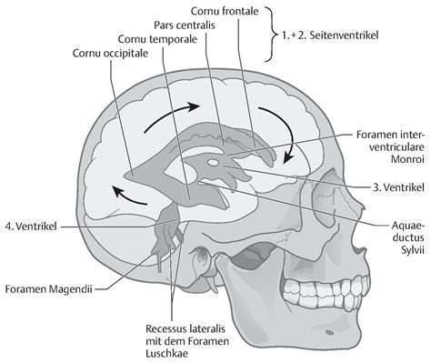 das craniosacrale system