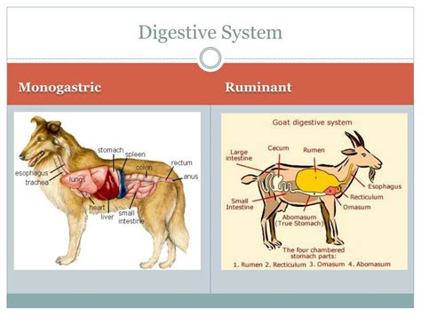 Digestive System Of Cattle