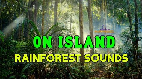 Relaxing Rainforest Sounds With Birds On Buton Island Youtube