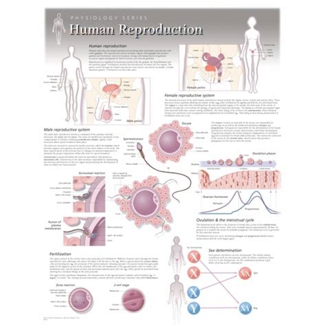 Scientific Publishing 8500l Human Reproduction Chart Laminated