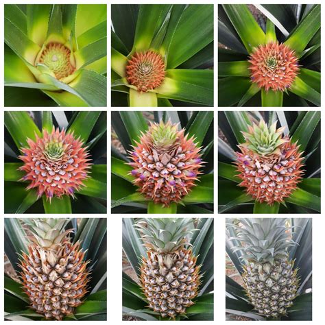 I've been watching this pineapple form ever since I noticed the blossom on September 18th ...