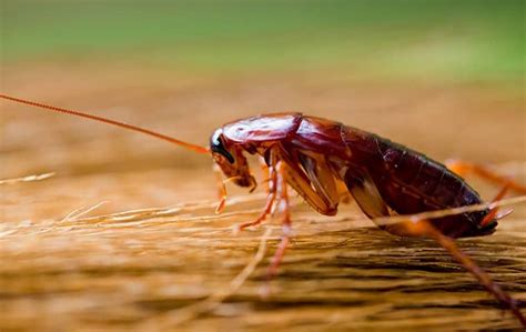 Cockroaches Activity Ujian