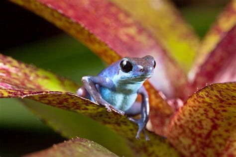 Blue Poison Frog Photograph By Dirk Ercken Fine Art America