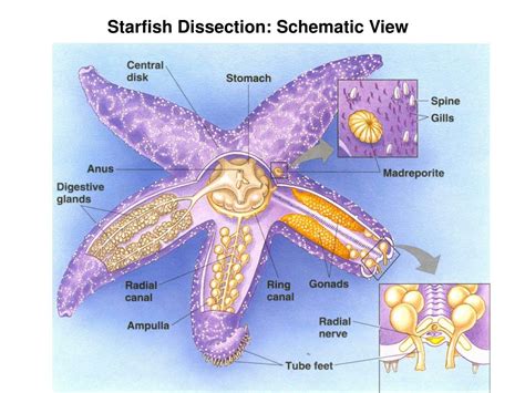 Ppt Echinoderms Powerpoint Presentation Free Download Id5392681