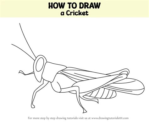 How To Draw A Cricket Insects Step By Step