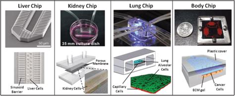 Body On A Chip Openwetware