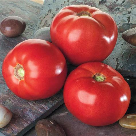 Bella Rosa Hybrid Tomato Gurneys Seed And Nursery Co
