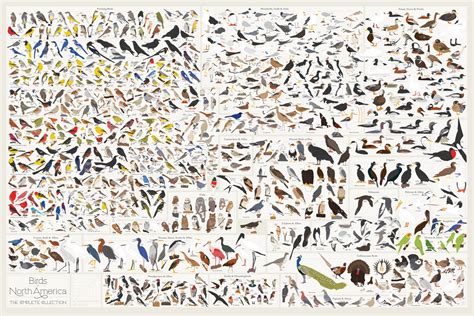 Birds Of North America Chart 18x28 45cm70cm Poster